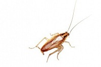 German roaches